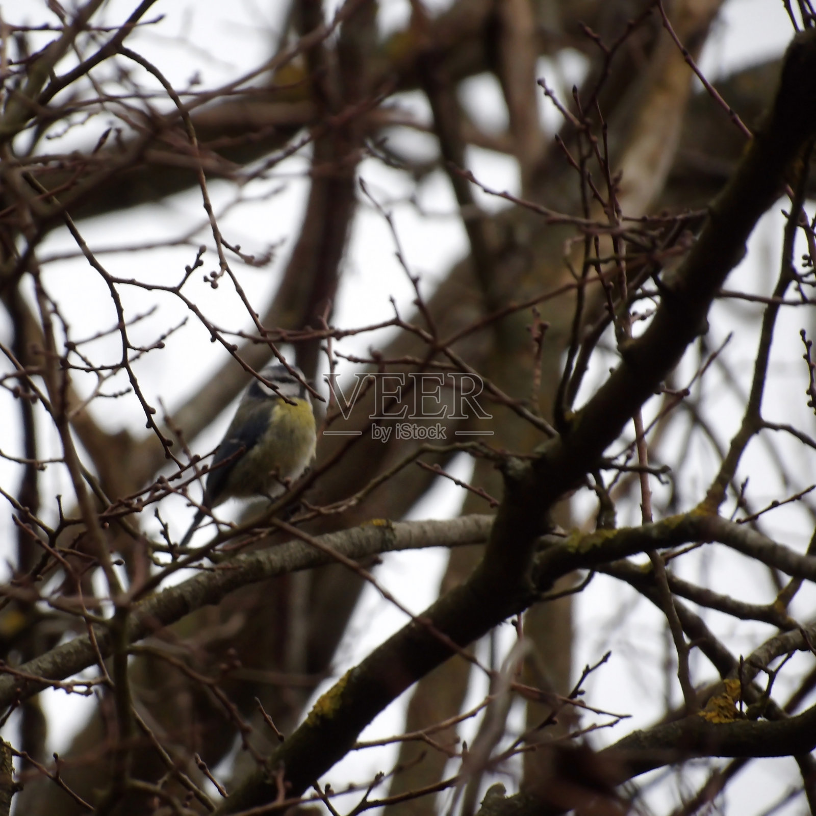 鸟照片摄影图片