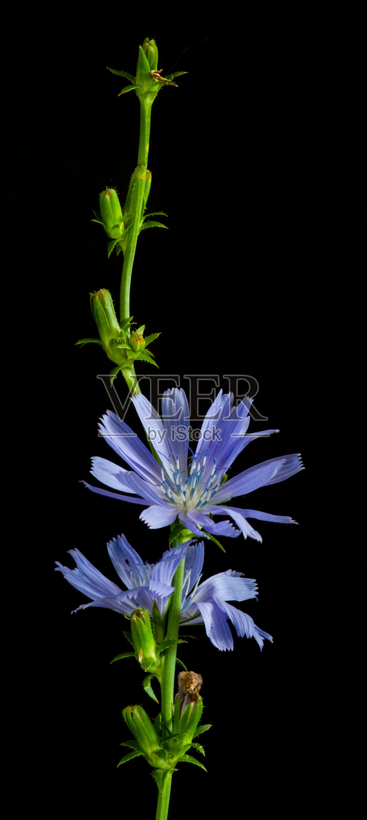 一种菊苣的小枝，在黑色的树枝上开着两朵花照片摄影图片