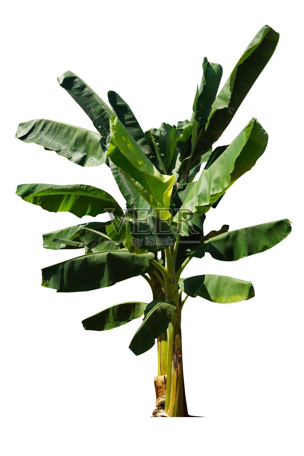 香蕉树隔离在白色背景与修剪路径的花园设计。照片摄影图片