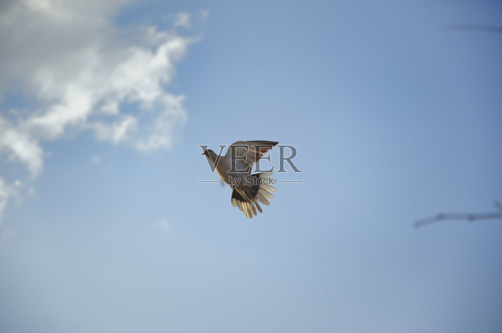 鸽子照片摄影图片