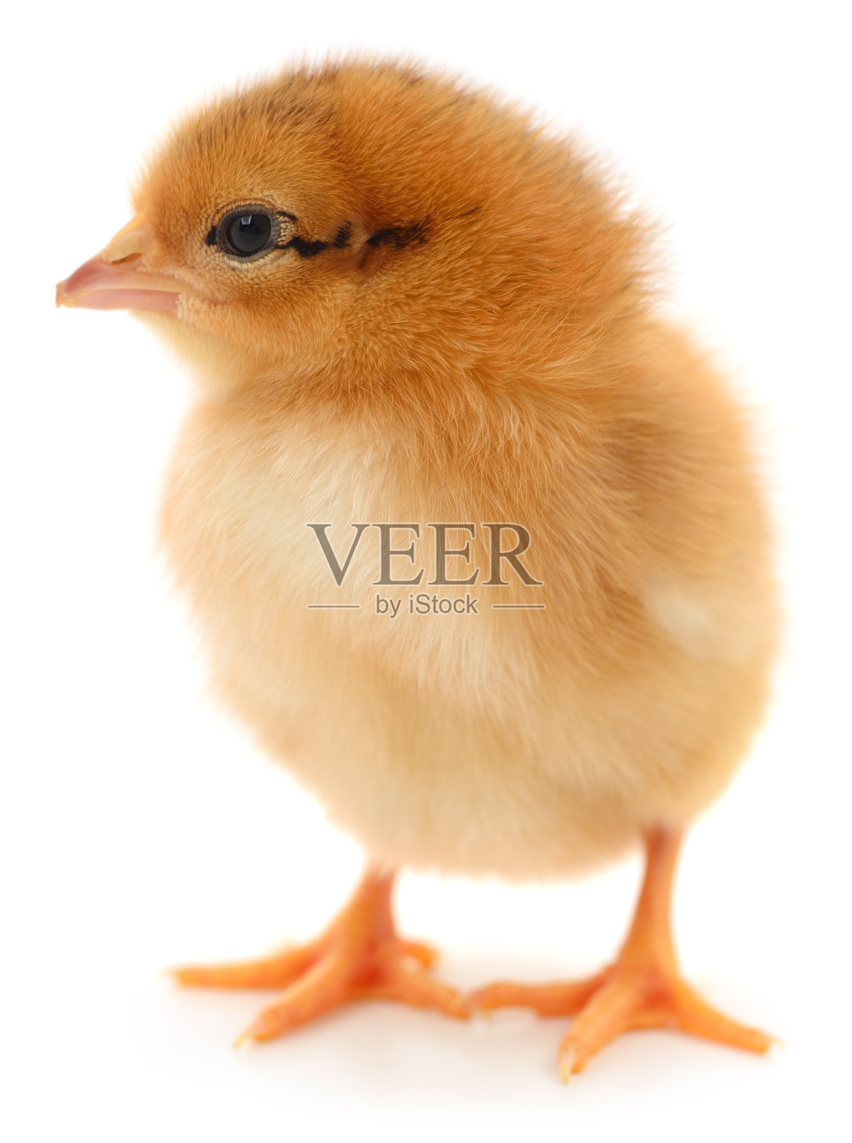 小黄鸡照片摄影图片