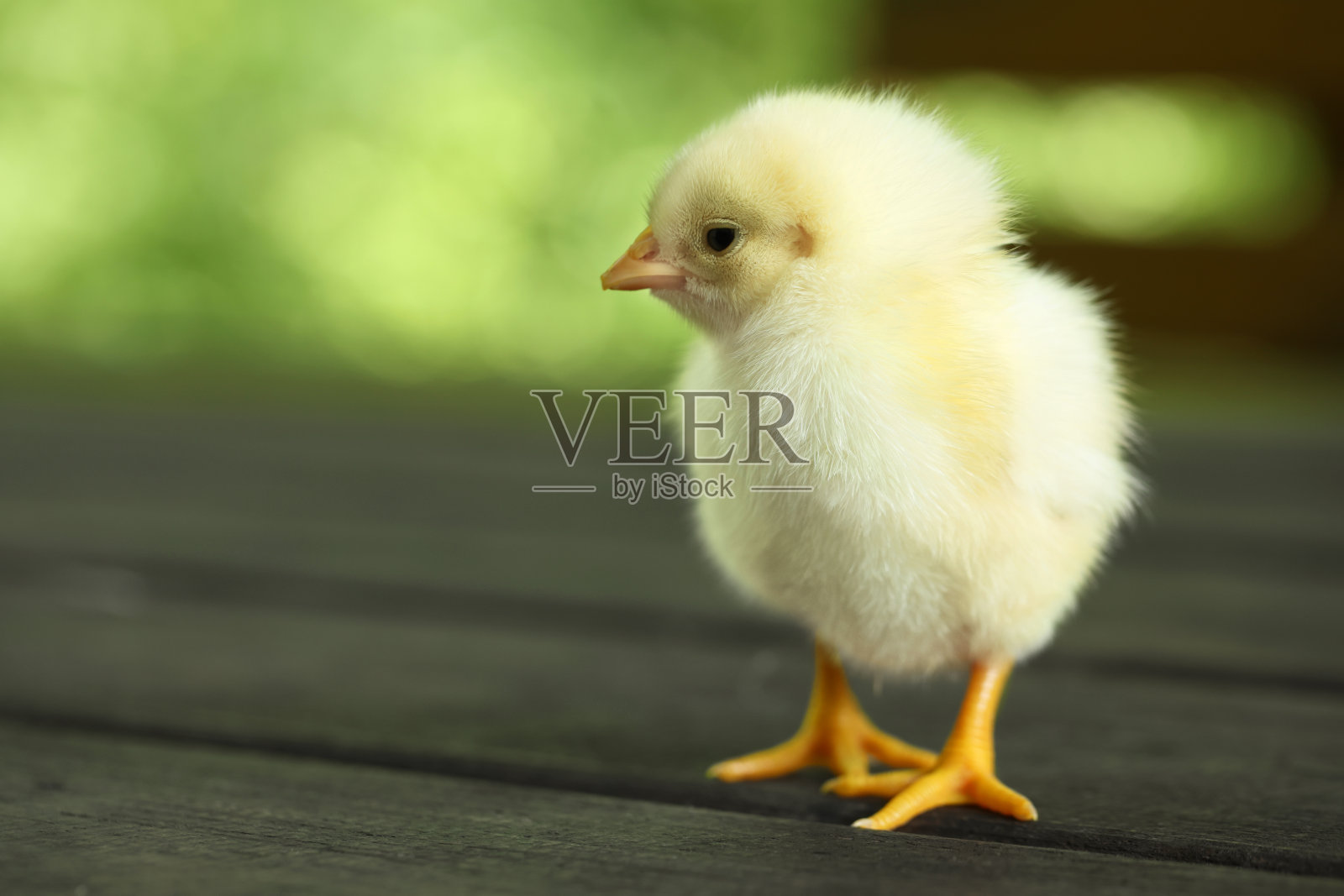 可爱的小鸡在户外木制表面，特写与文字的空间。小动物照片摄影图片