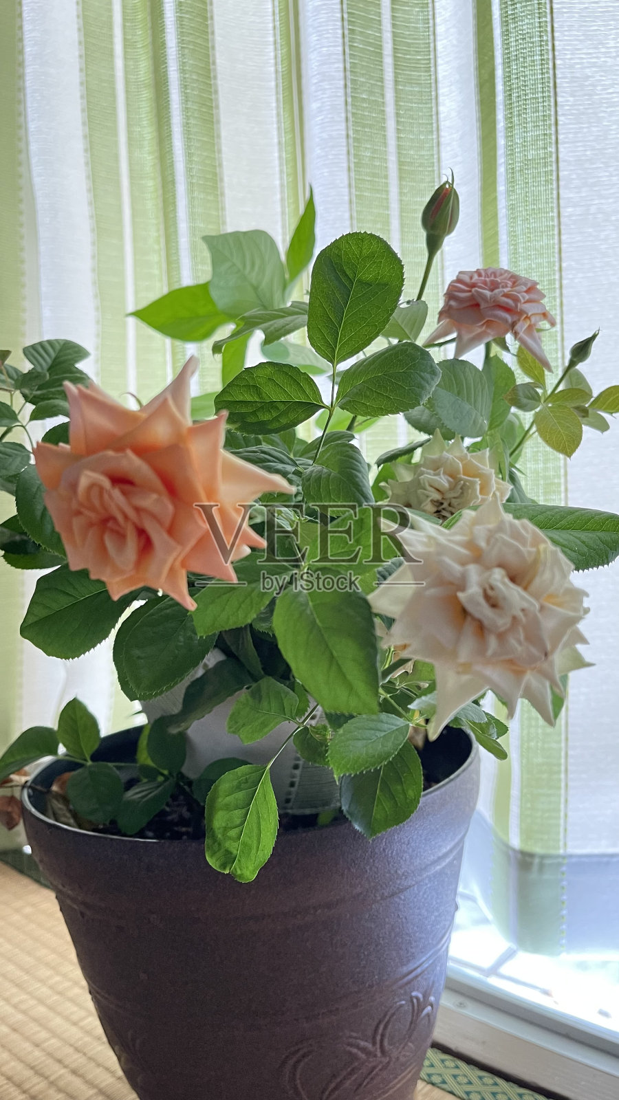 美丽的花朵橙玫瑰照片摄影图片