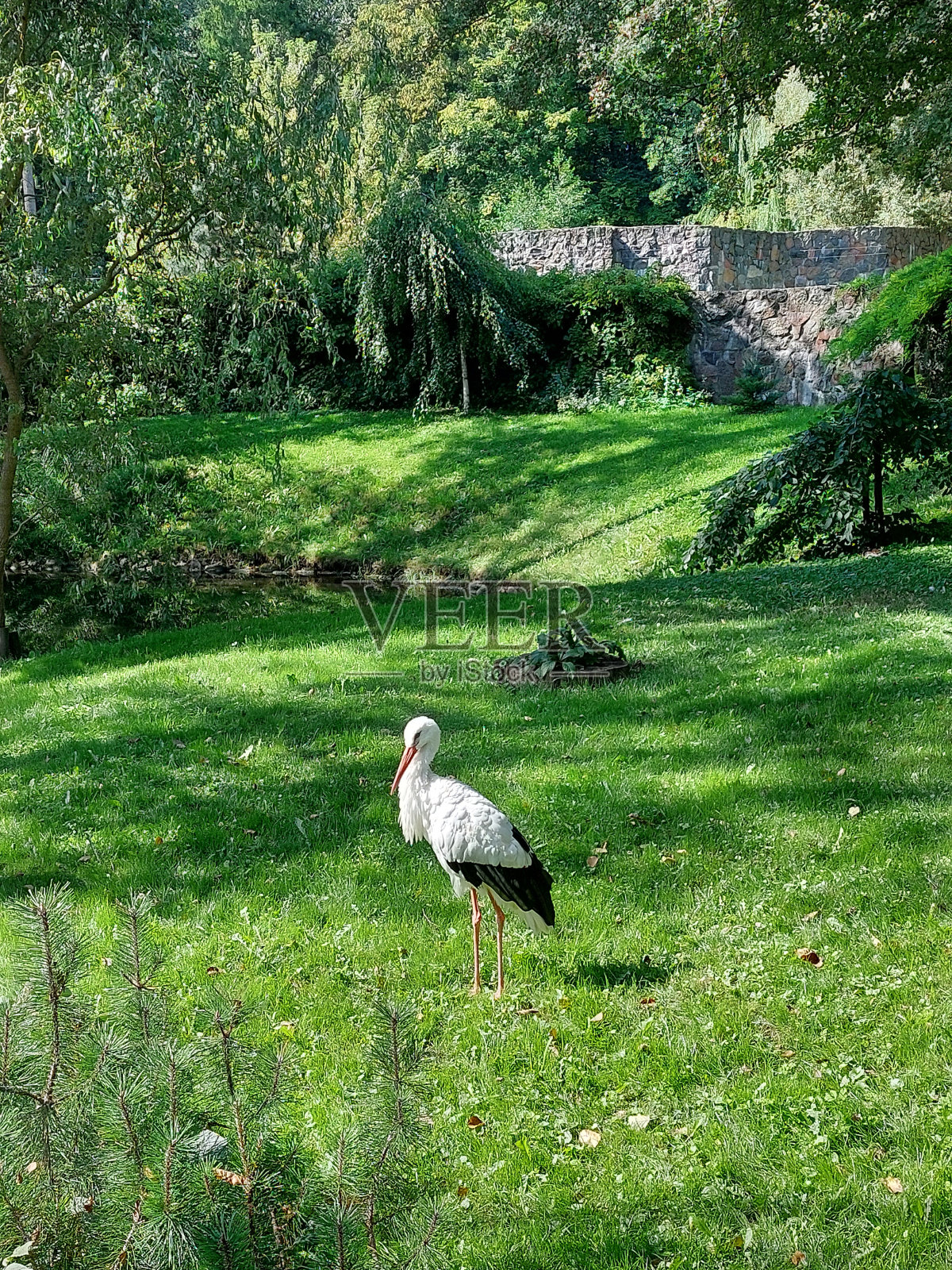 鹳照片摄影图片