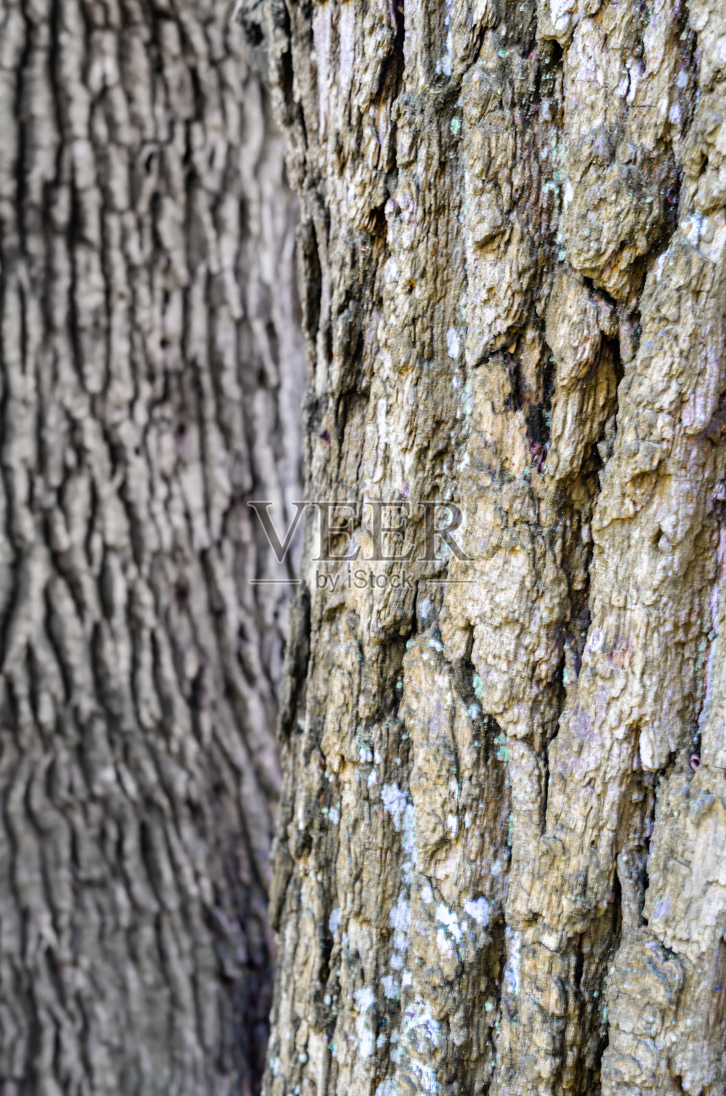 背景-树皮照片摄影图片