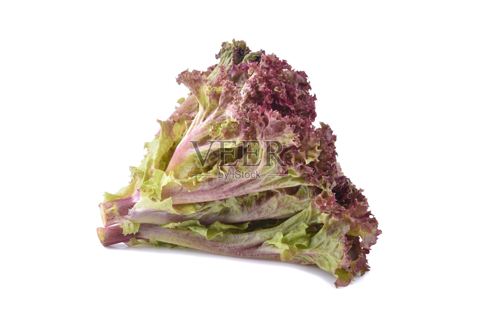 白色背景上的红橡树生菜。照片摄影图片