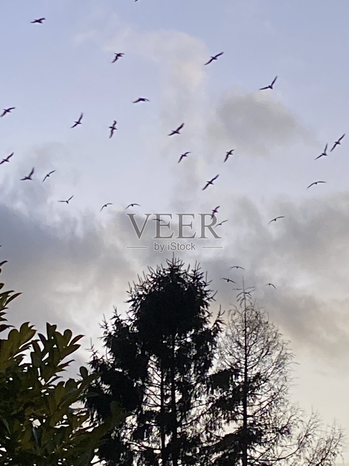 一大群鸟在冬日的天空中飞翔照片摄影图片