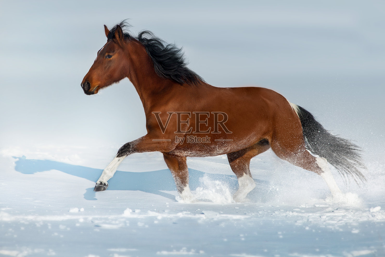 花斑马在雪中奔跑照片摄影图片