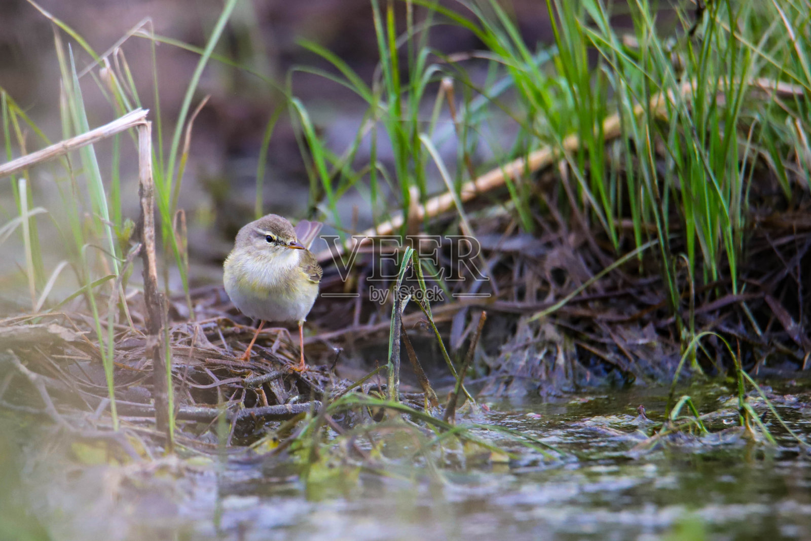美丽可爱的小鸟柳莺(Phylloscopus trochilus)坐在湖边的树枝上看它的倒影;欧洲，波兰，Bieszczady国家公园照片摄影图片