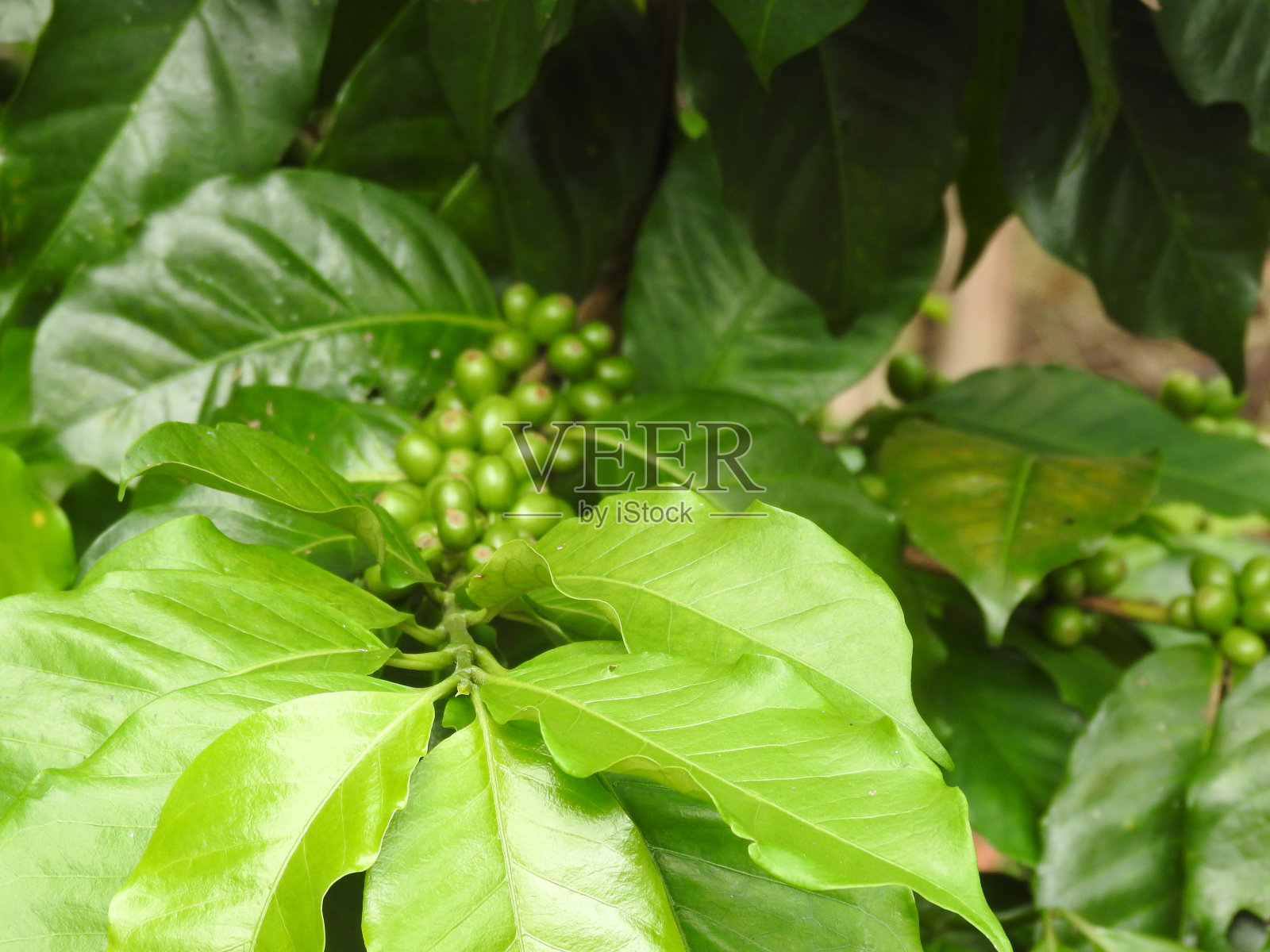 咖啡树照片摄影图片