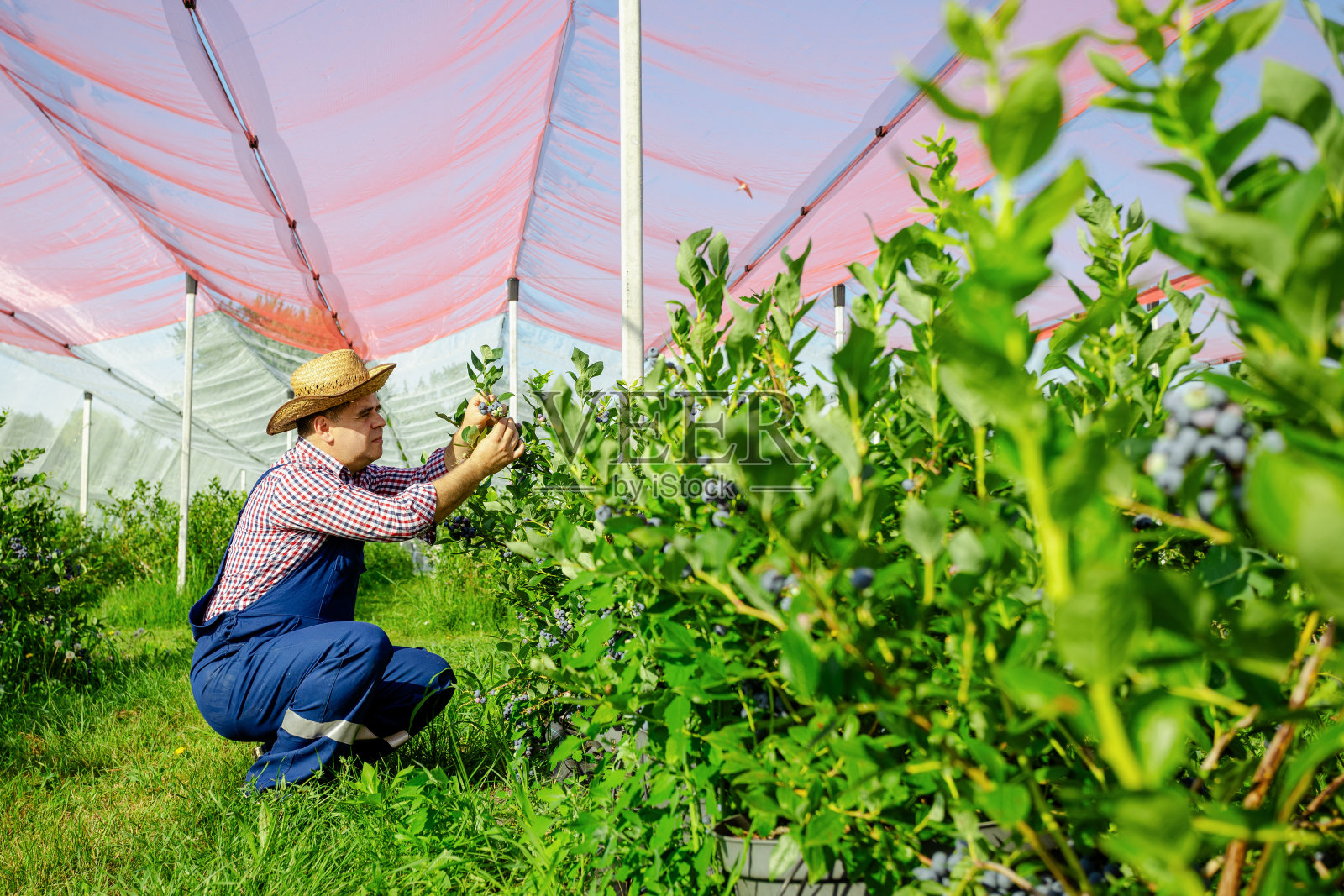 农民在有机农场采摘蓝莓照片摄影图片
