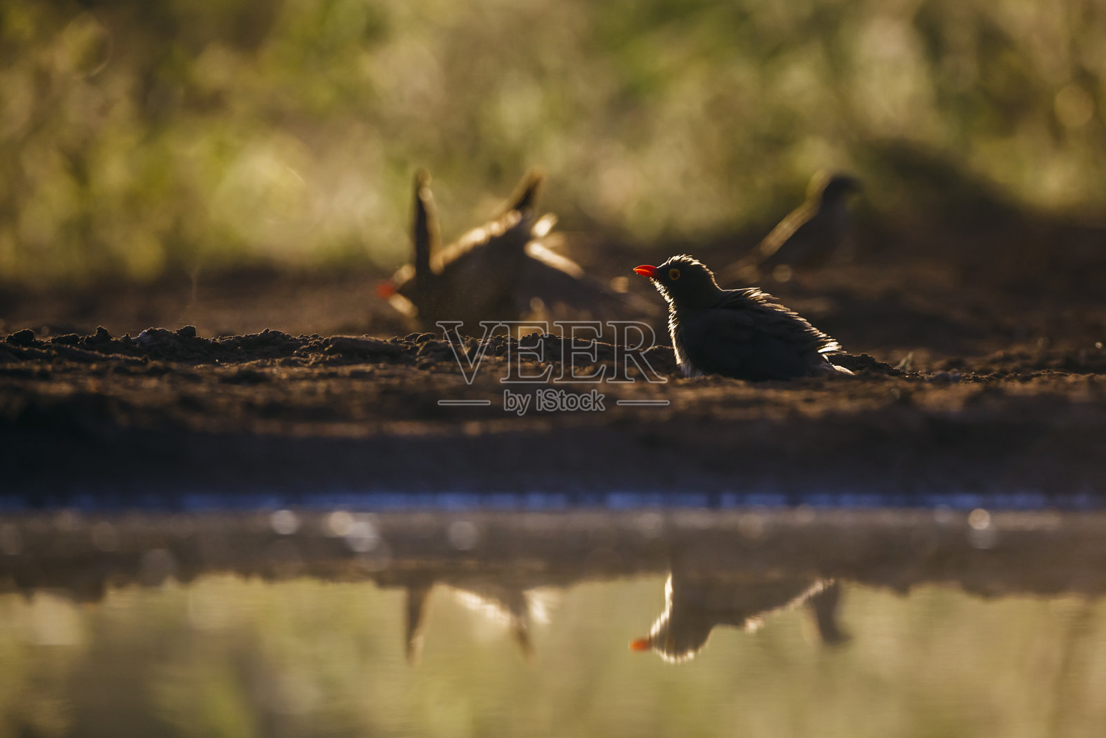 南非克鲁格国家公园里的红嘴牛椋鸟照片摄影图片