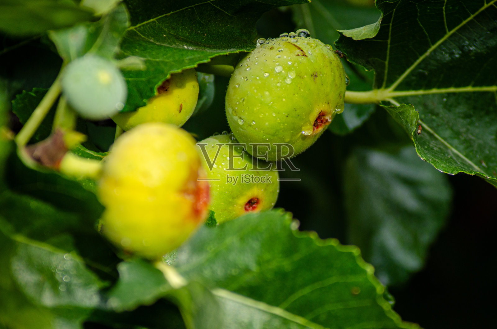 挂在沾满露水的无花果树枝上的有机无花果照片摄影图片