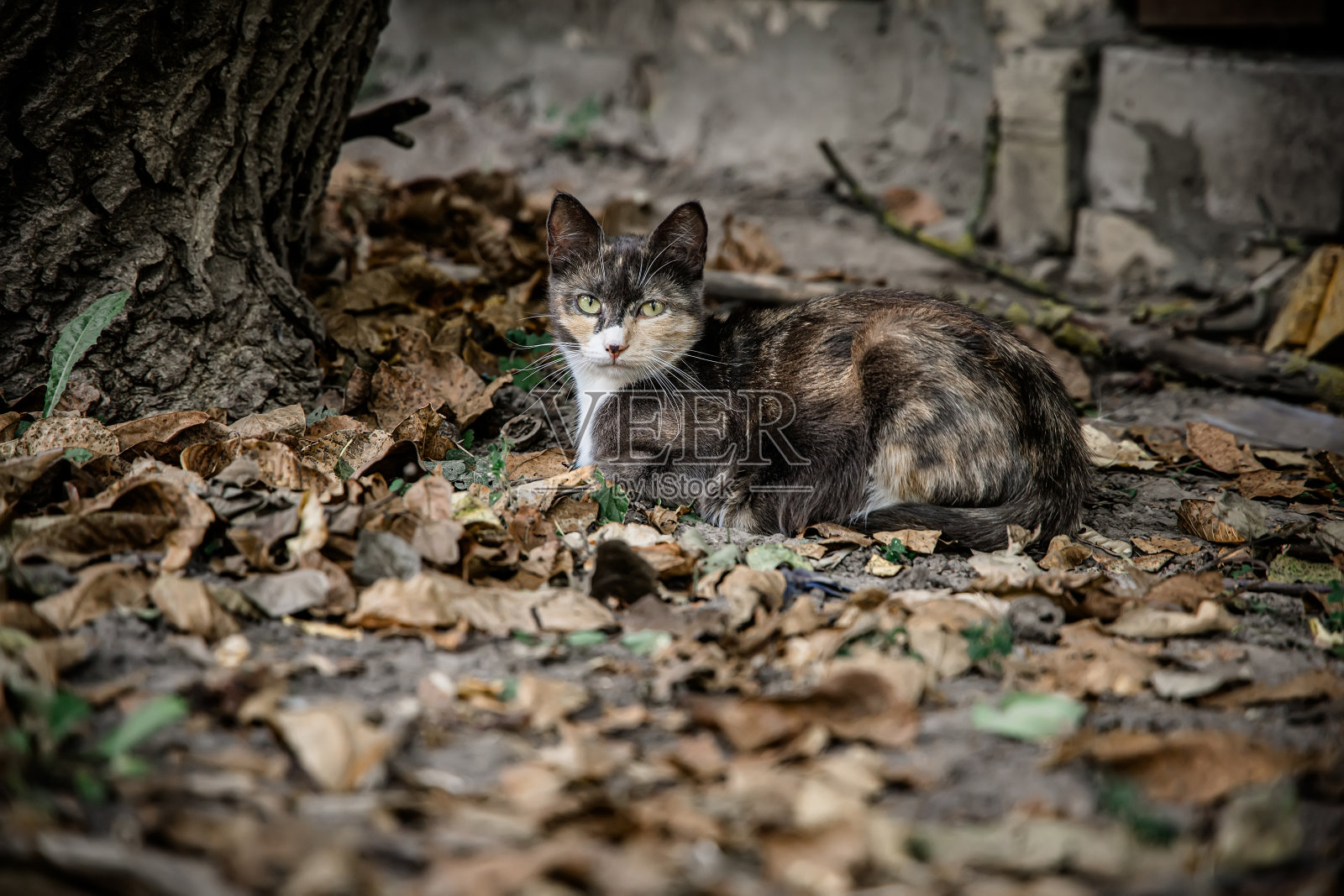 三色猫妈妈在农舍后院的干秋叶里照片摄影图片