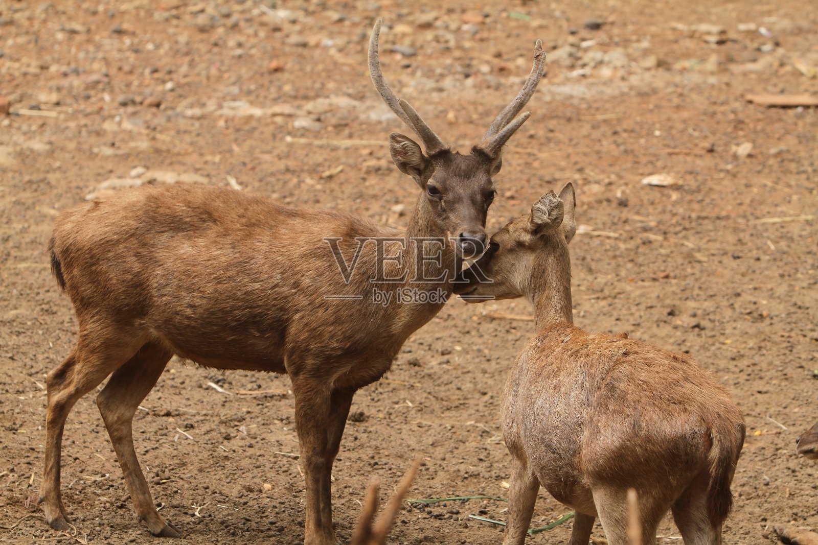 鹿照片摄影图片