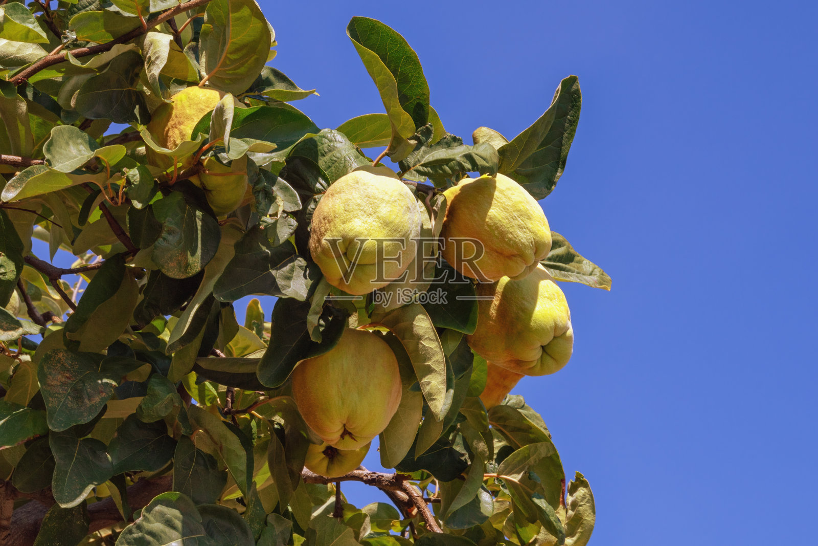 阳光明媚的秋日，昆柏树(Cydonia oblonga)的叶子和成熟的果实映衬着蓝天照片摄影图片