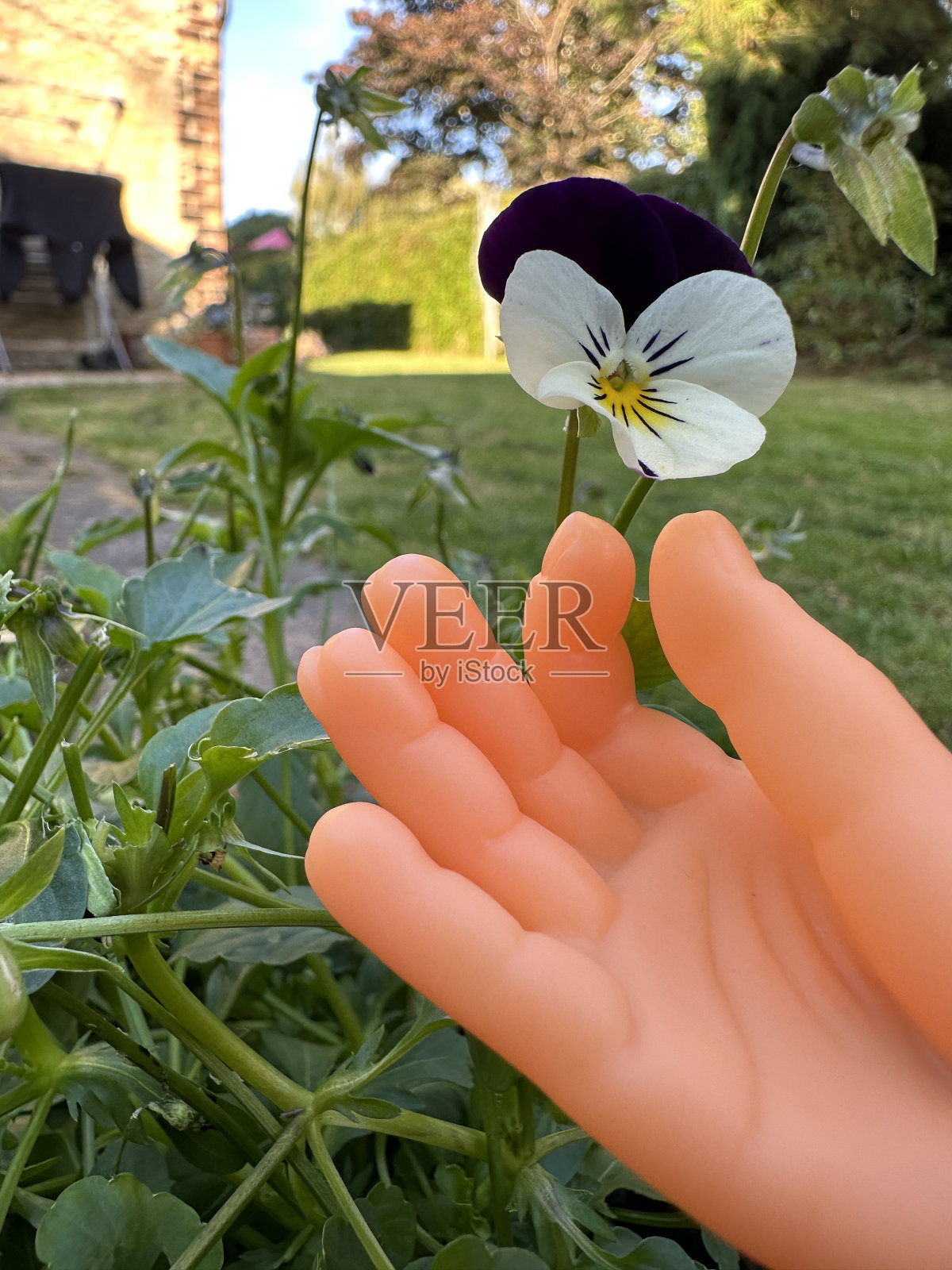 小手触摸花园植物照片摄影图片