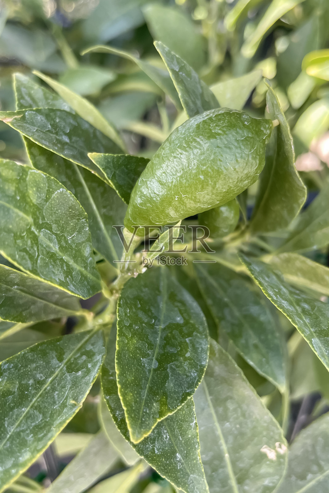 自然界中的石灰样植物和水果。照片摄影图片