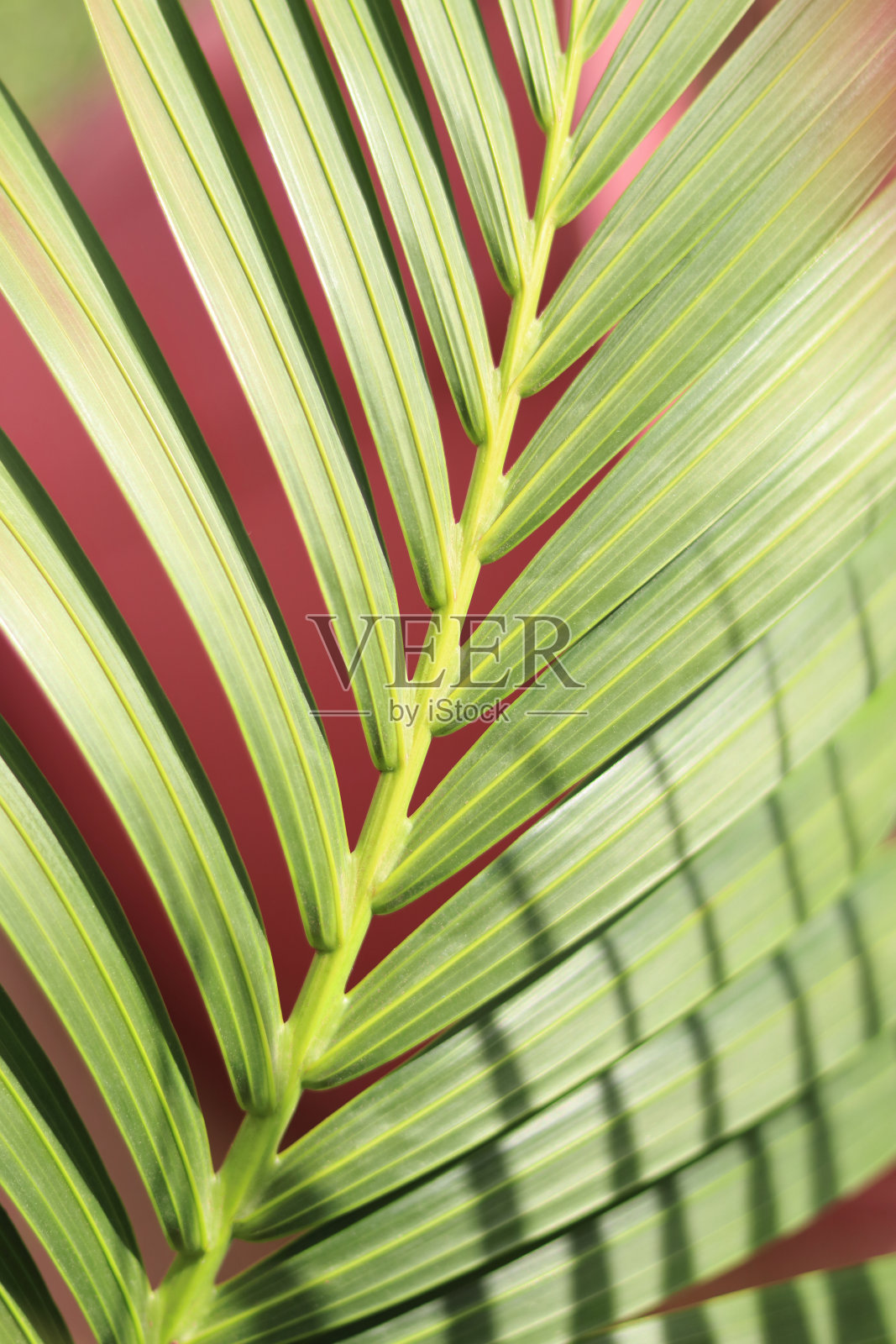 绿色热带棕榈叶自然在模糊的绿色背景照片摄影图片