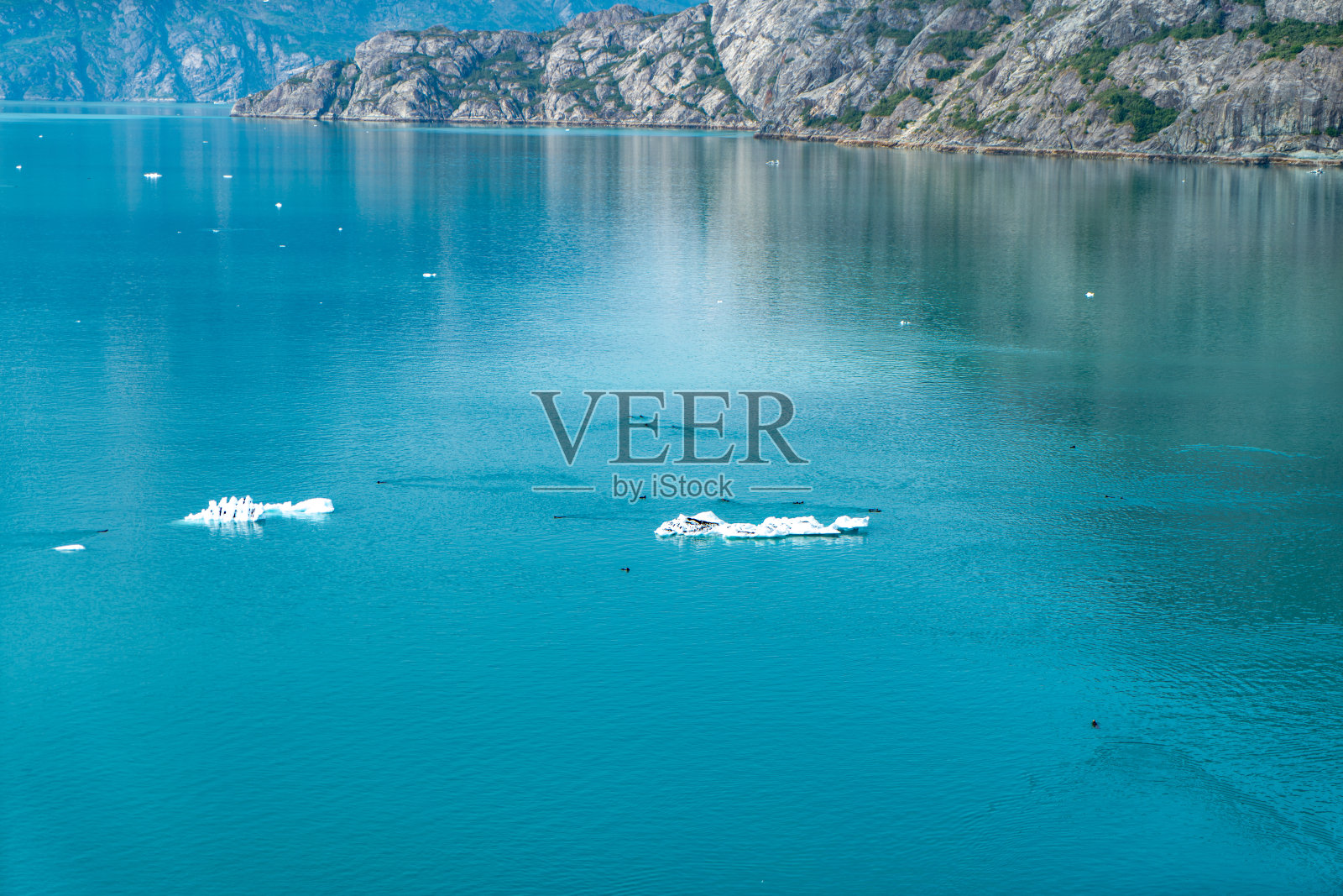 冰川湾公园和荒野的海洋生物，阿拉斯加，美国照片摄影图片