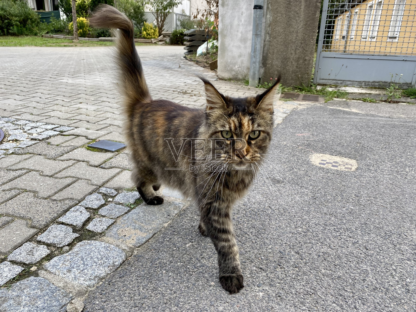 美丽的挪威森林猫照片摄影图片