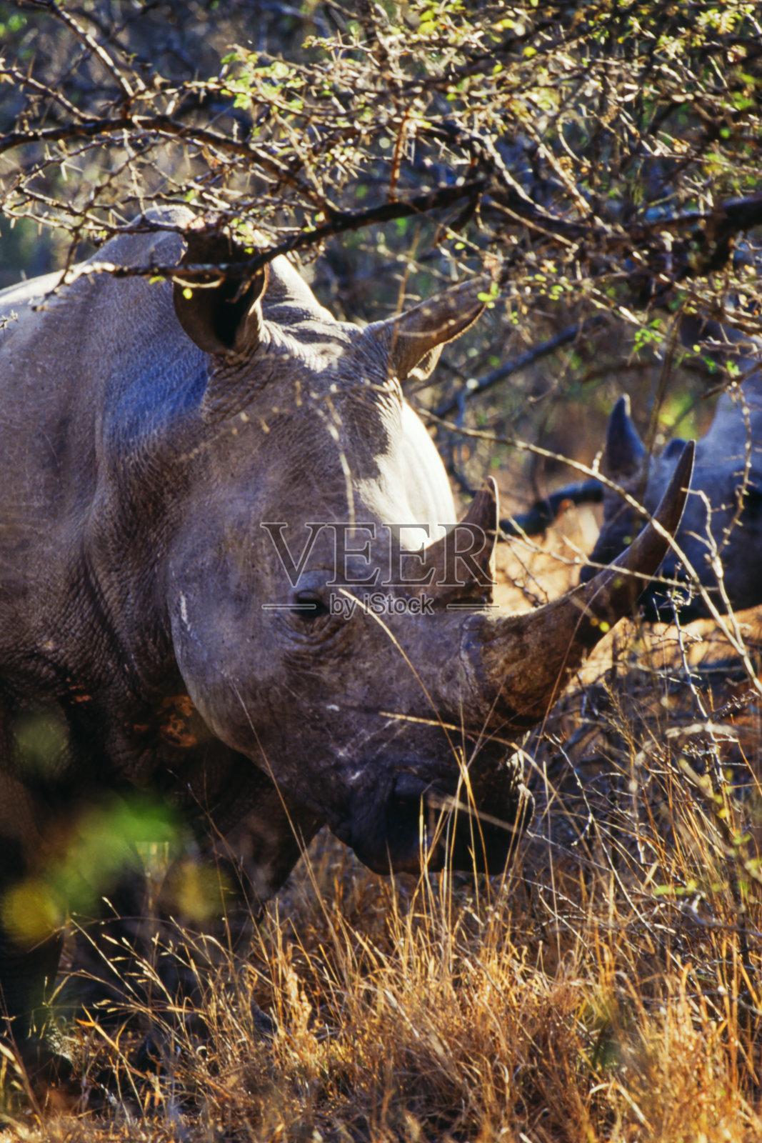 犀牛照片摄影图片