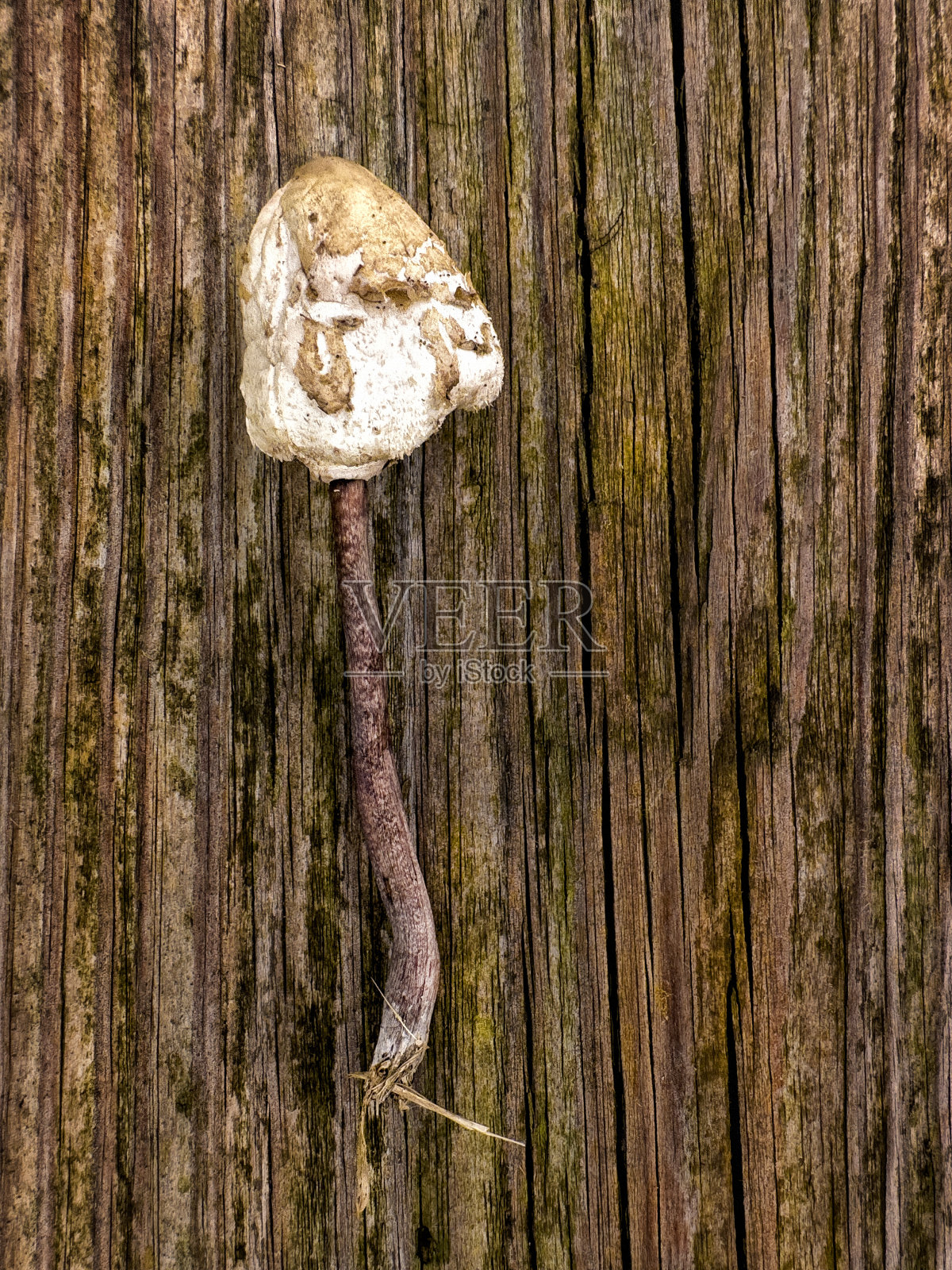 木质表面采摘野生毒蕈照片摄影图片