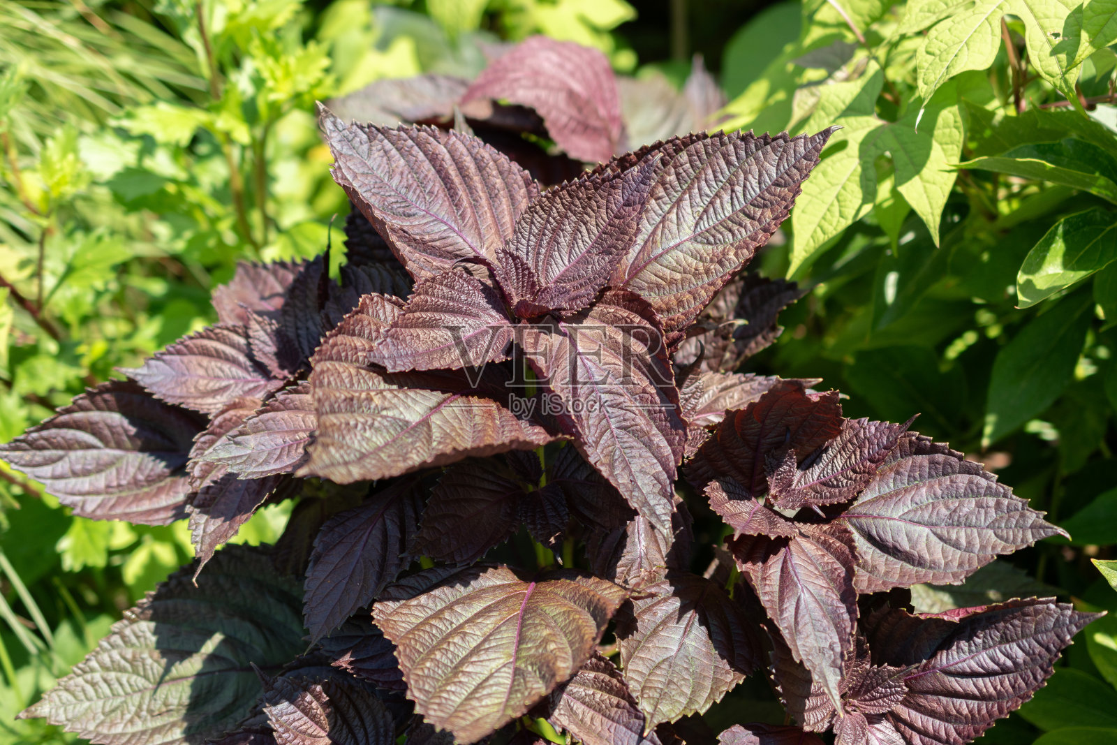 瑞士苏黎世的牛肉工厂或紫苏工厂照片摄影图片