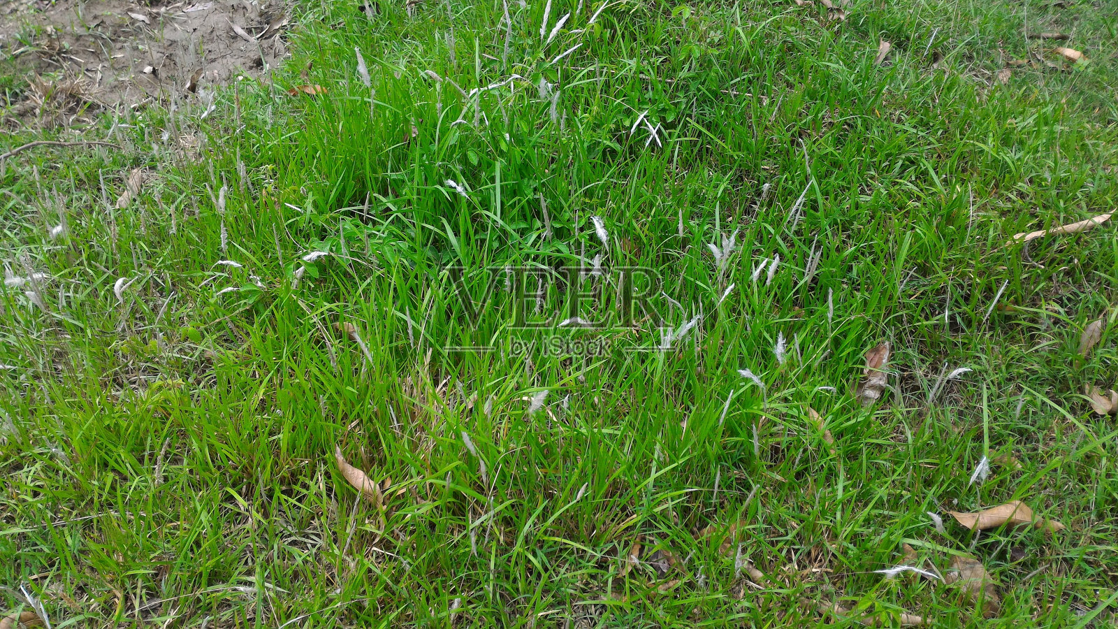 草是绿色的，里面有白色的芽。照片摄影图片