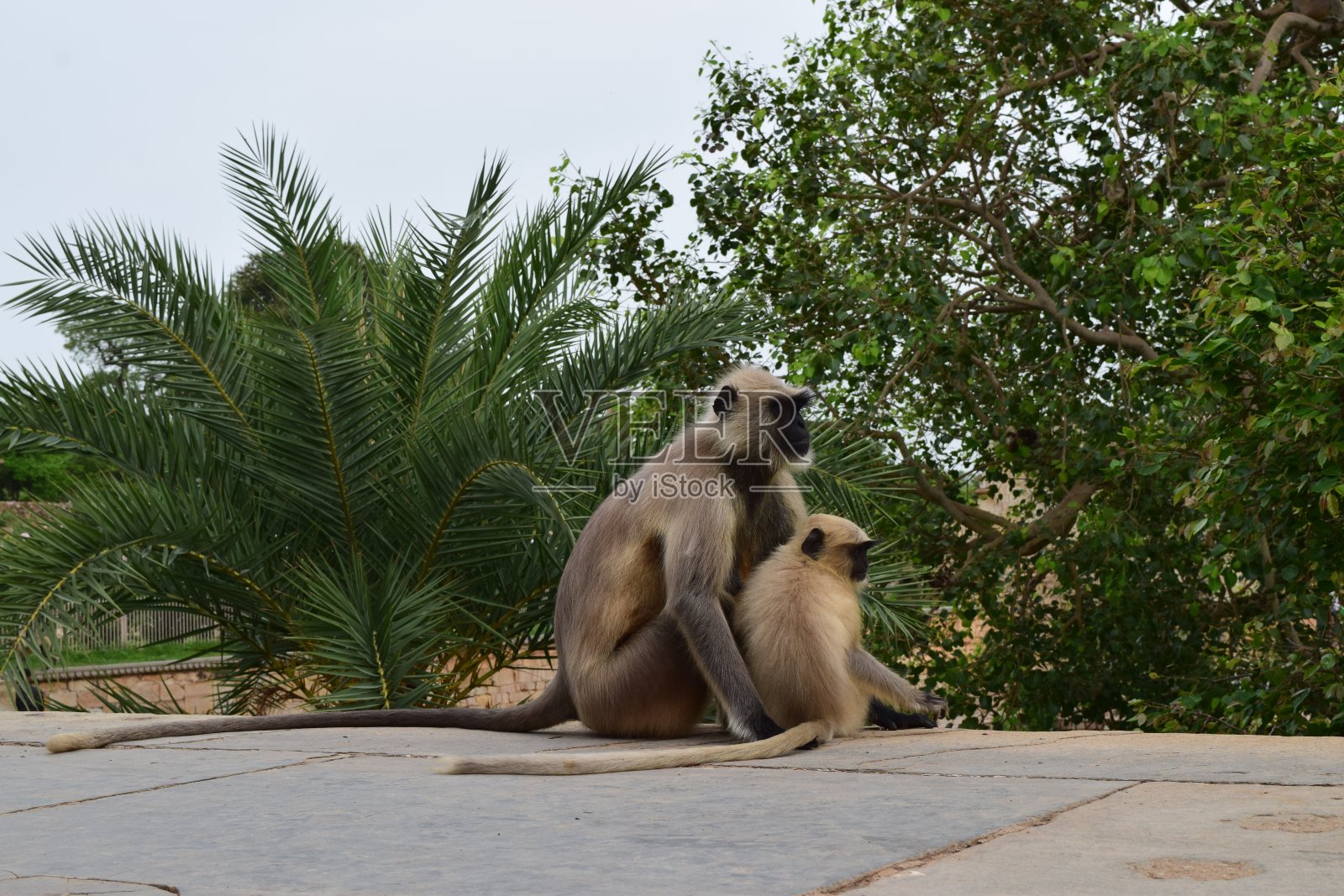 猴子照片摄影图片