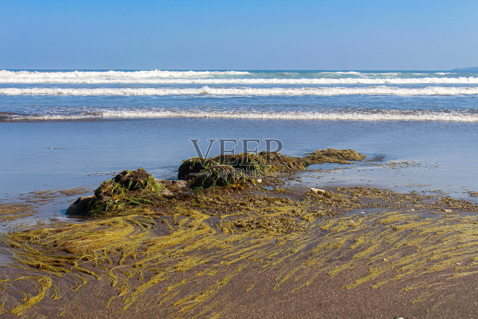 由于夏季海水退潮，在海滩上可以直接看到海藻和珊瑚。照片摄影图片