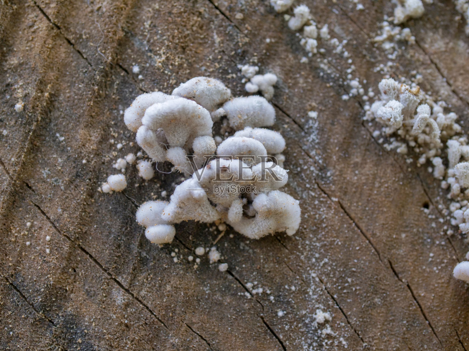 树的真菌照片摄影图片