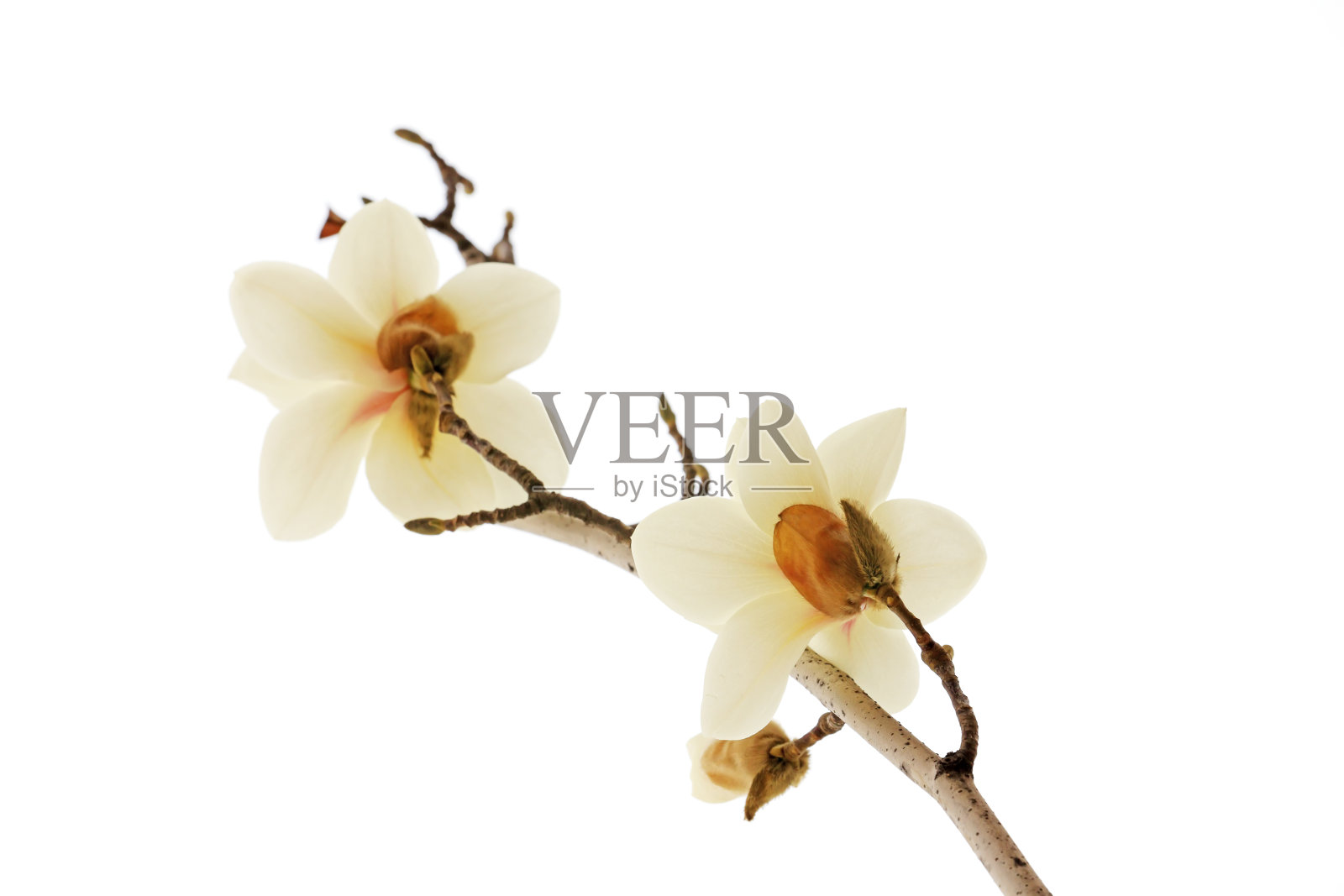 白底木兰花照片摄影图片