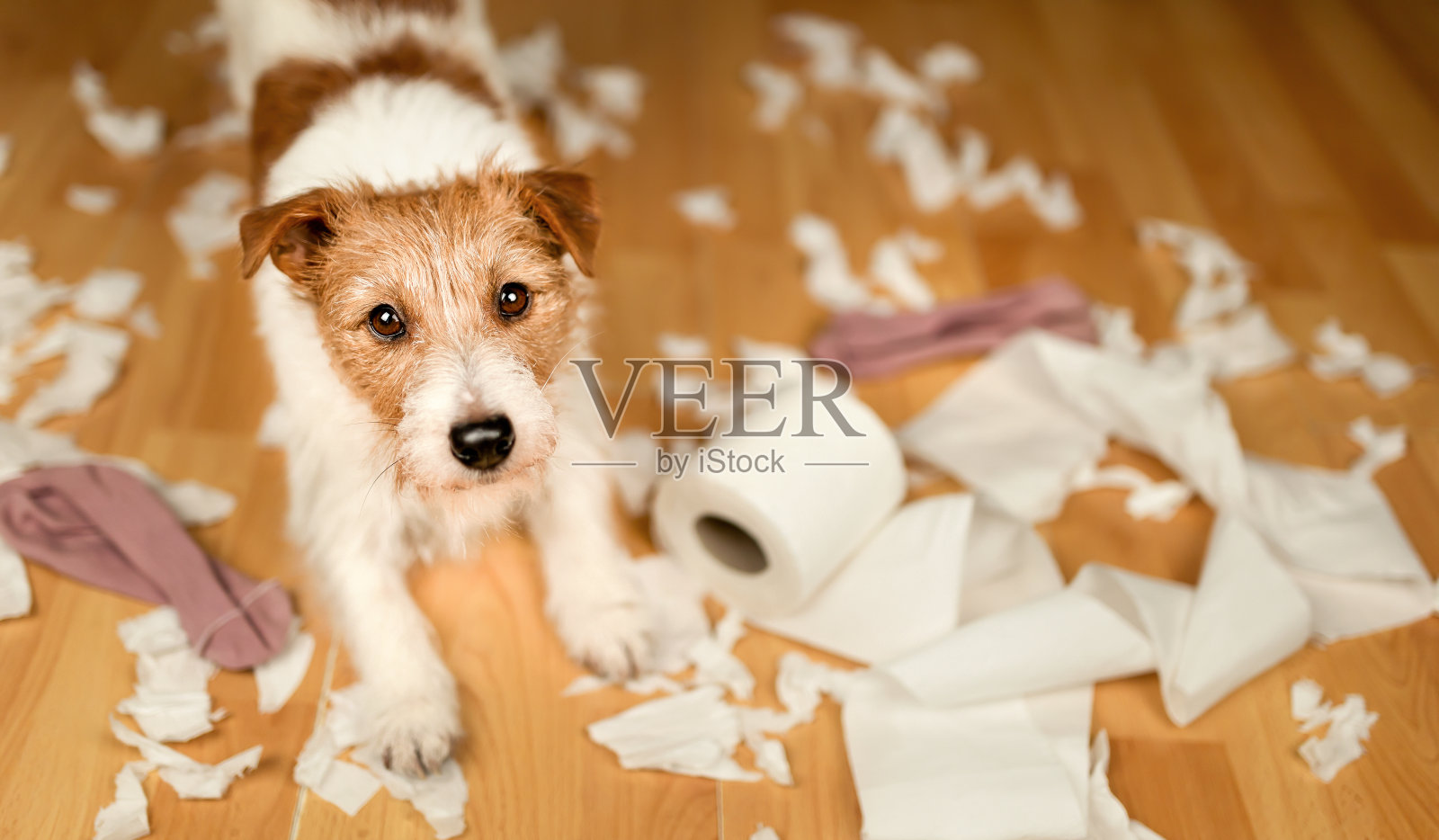 狗狗嚼完厕纸后，小狗训练或分离焦虑横幅照片摄影图片