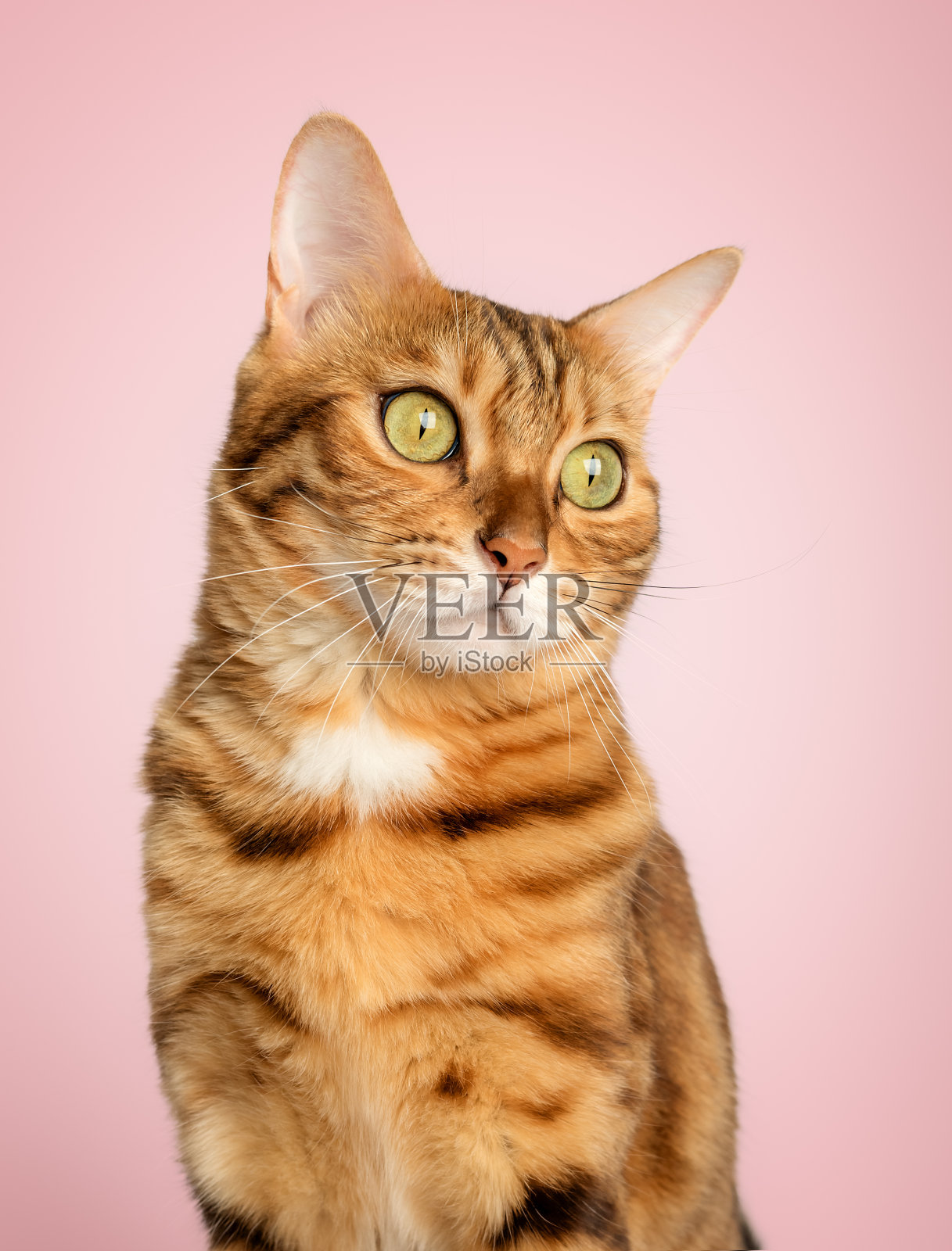 在粉红色的背景上，一只孟加拉猫的彩色玫瑰花环。照片摄影图片