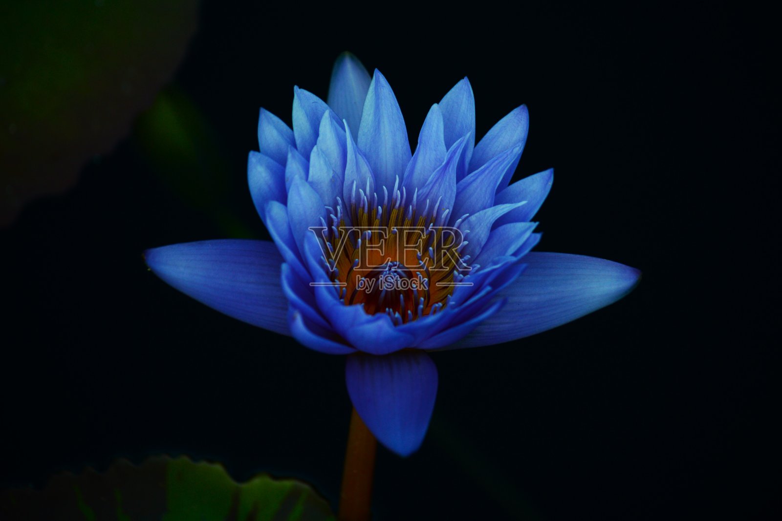 莲花照片摄影图片