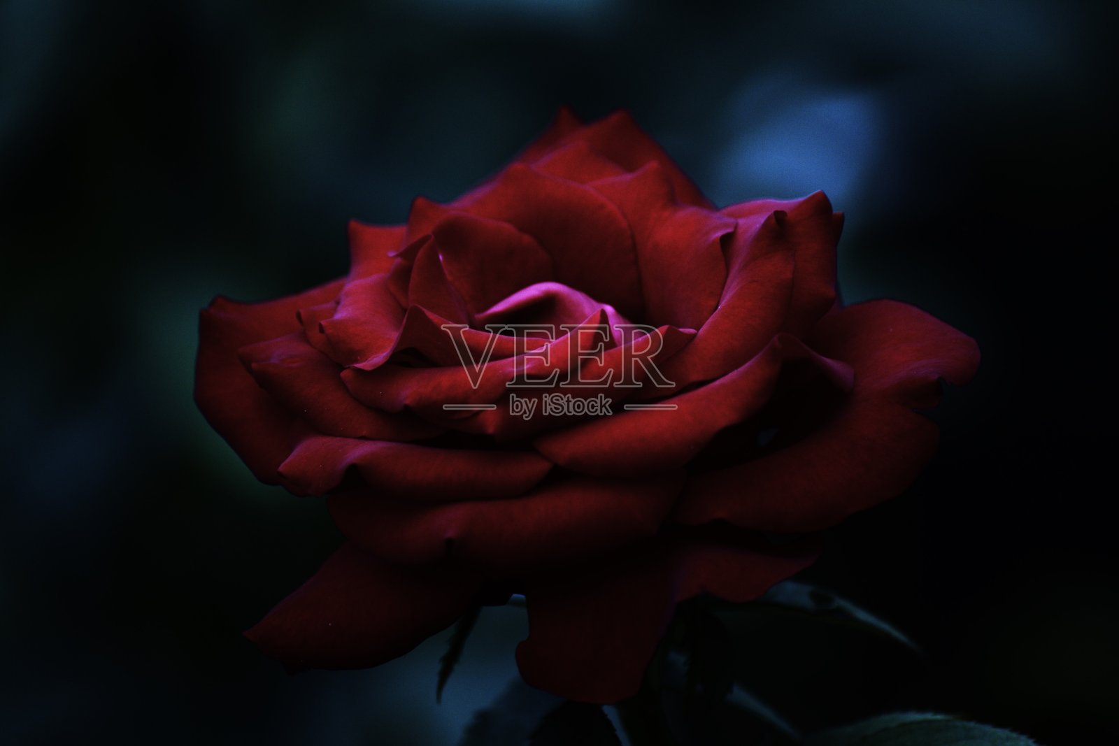 玫瑰照片摄影图片