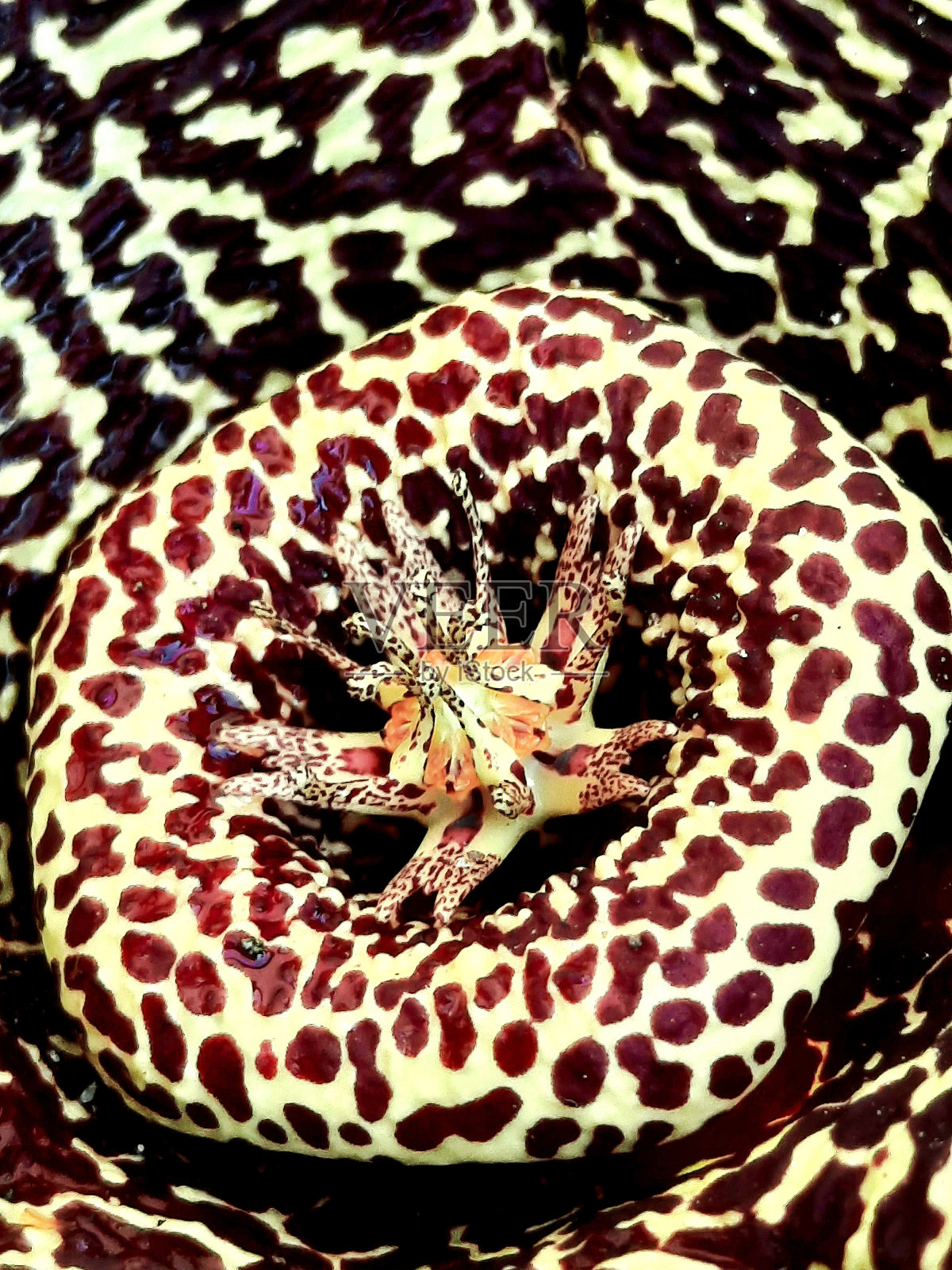 杂交菜，星花仙人掌照片摄影图片