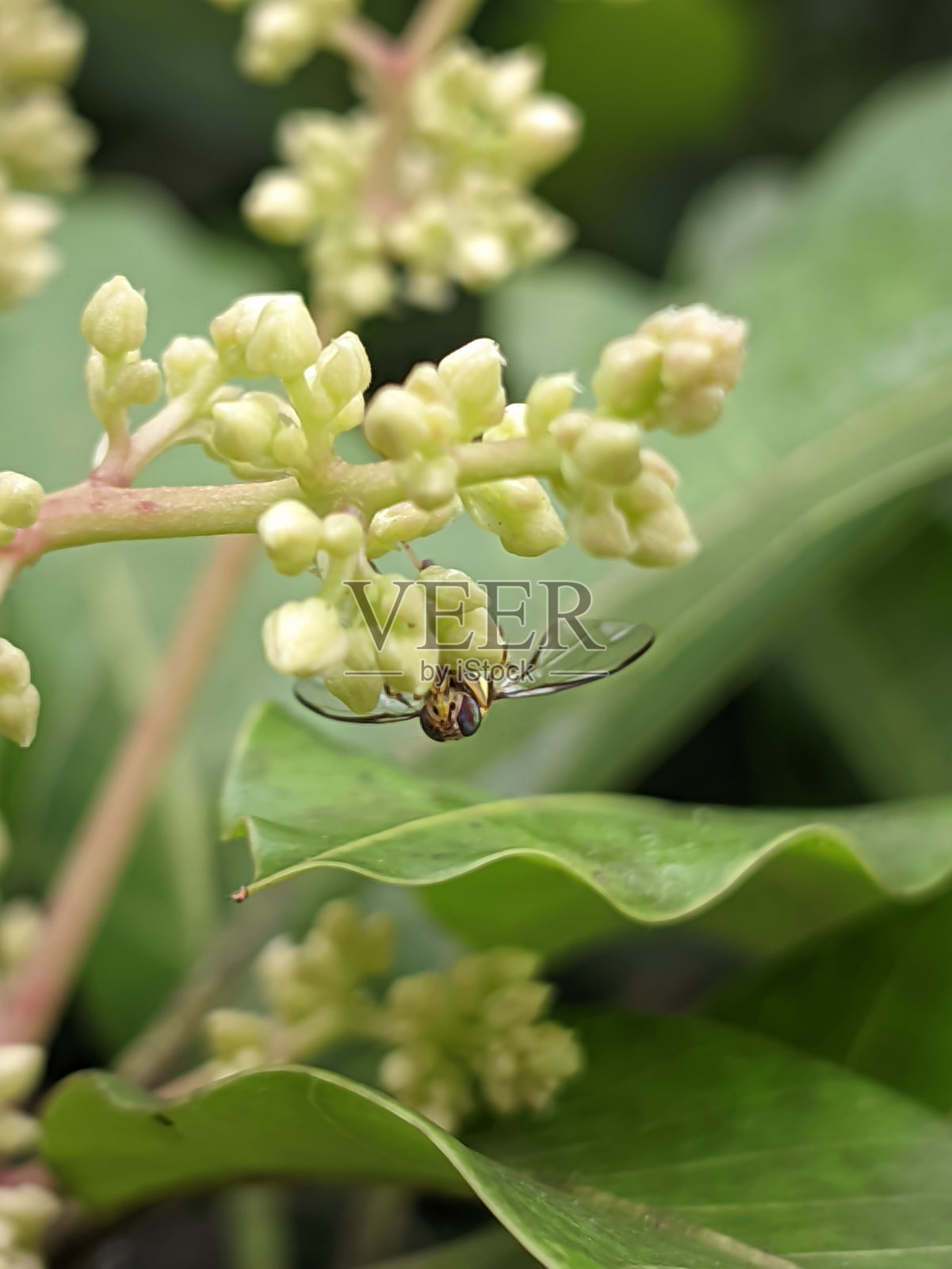 一只蜜蜂落在芒果树花的表面上，从花中吸取花蜜照片摄影图片