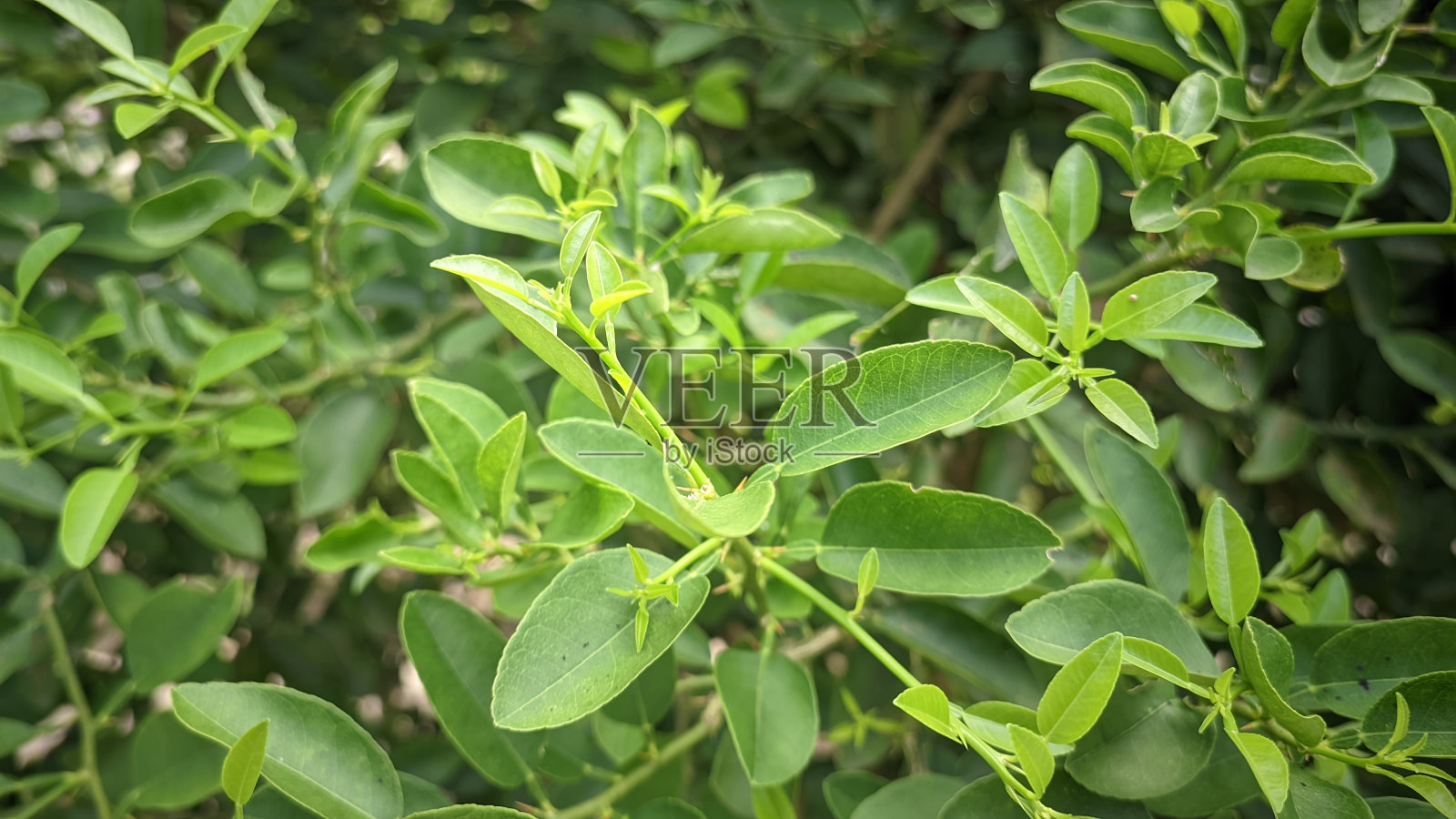 酸橙树，酸橙植物叶子特写照片摄影图片