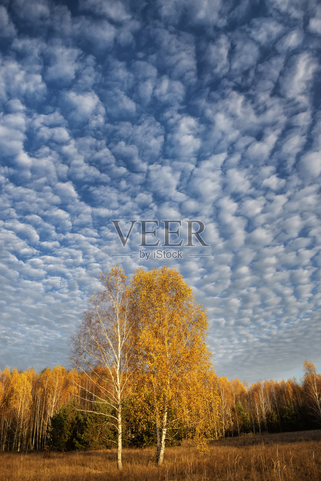 美丽的秋天早晨在森林里。金色的桦树在阳光明媚的黎明和草在白霜的对比。照片摄影图片