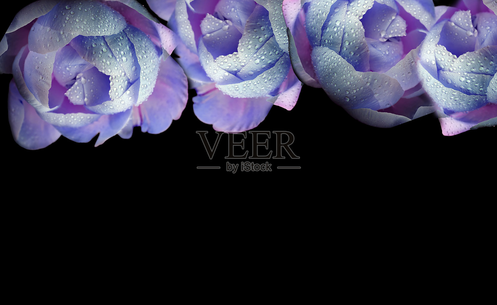 梦幻般的紫色牡丹在露珠的全景照片，在黑色的背景在图像的顶部。自由的地方照片摄影图片