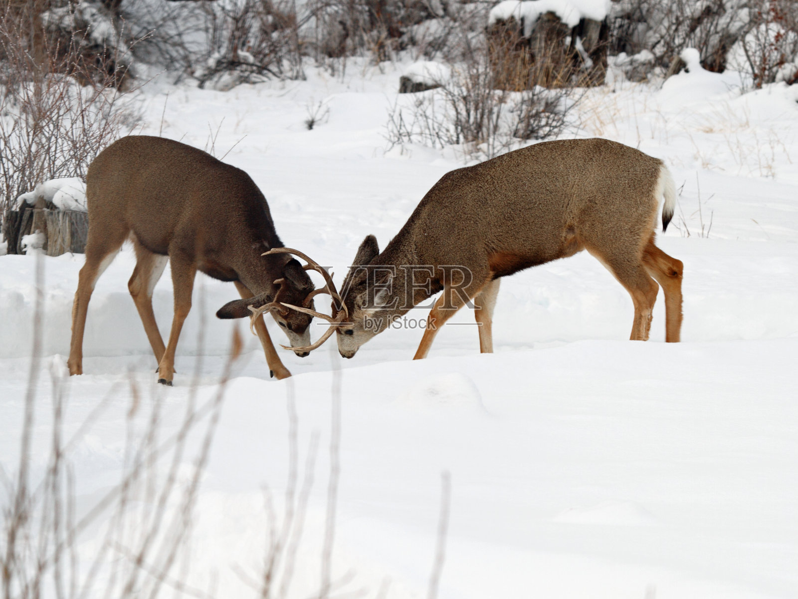 黑尾鹿照片摄影图片