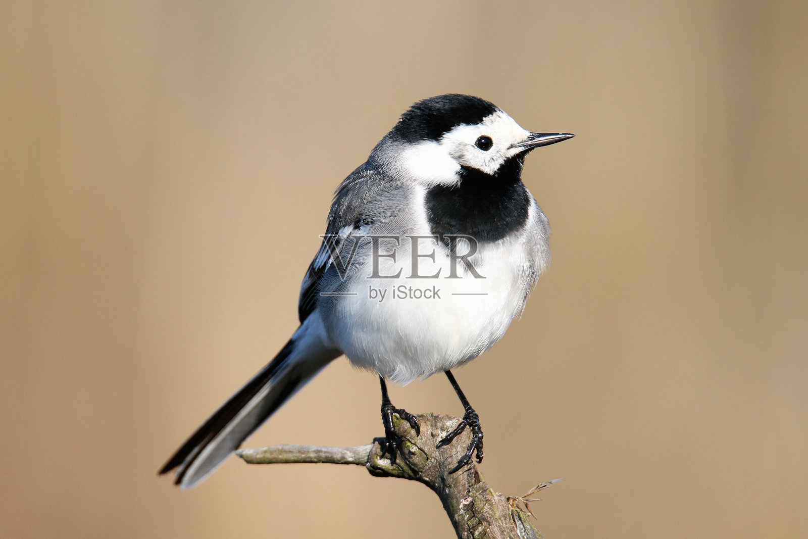 鹡鸰照片摄影图片