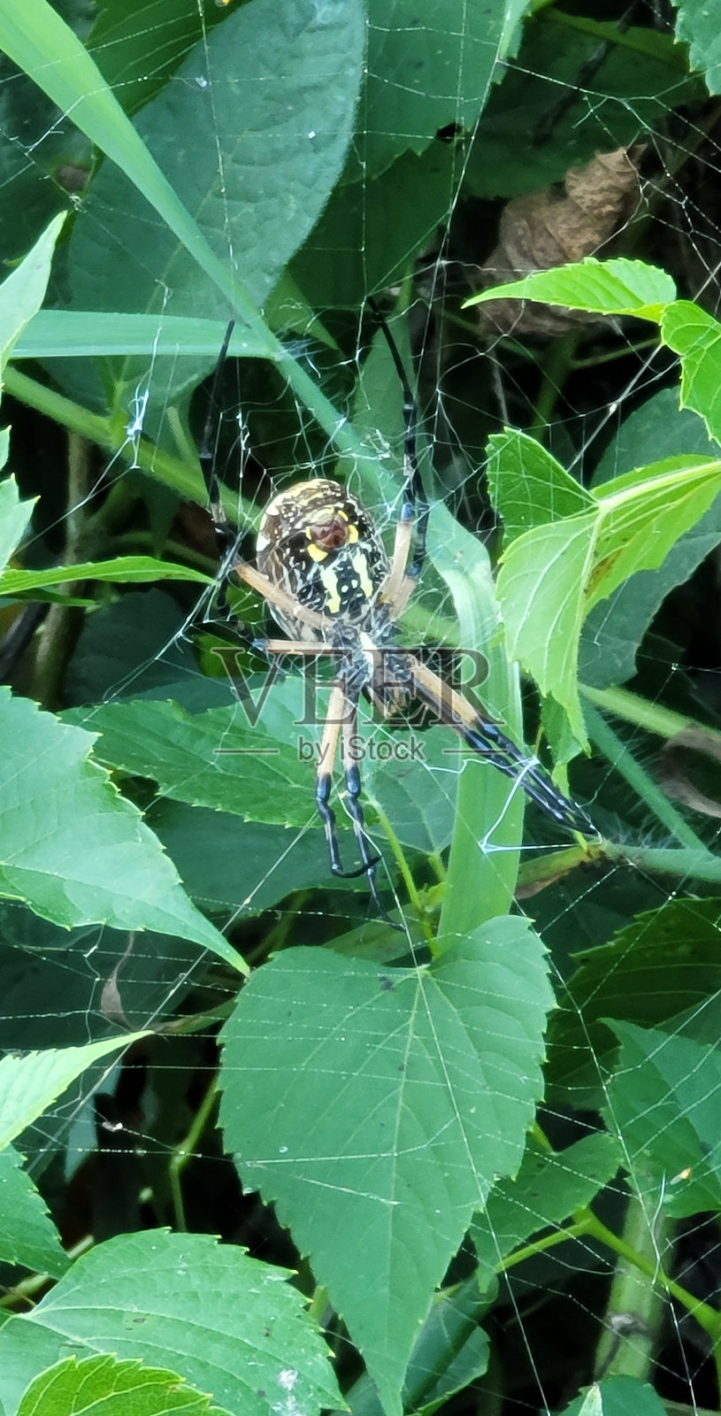 花园球织工照片摄影图片