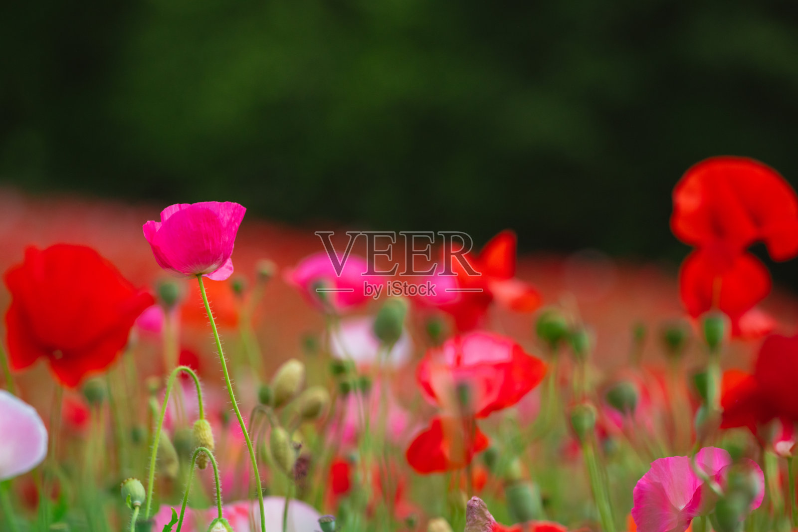 2023年6月，Chichibu，红色和粉红色的罂粟花盛开照片摄影图片