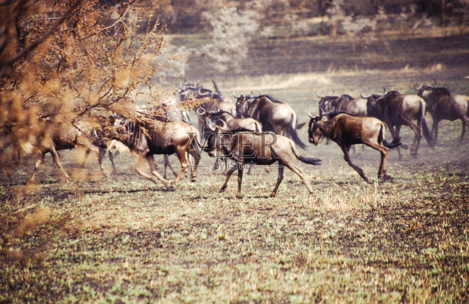 Wildebeast照片摄影图片
