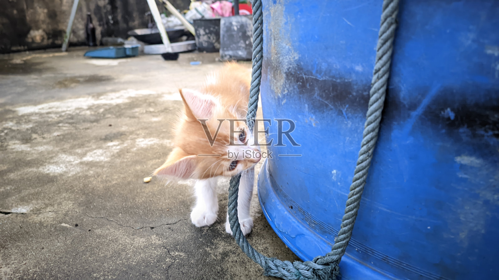 可爱的橙色小猫在户外玩耍照片摄影图片