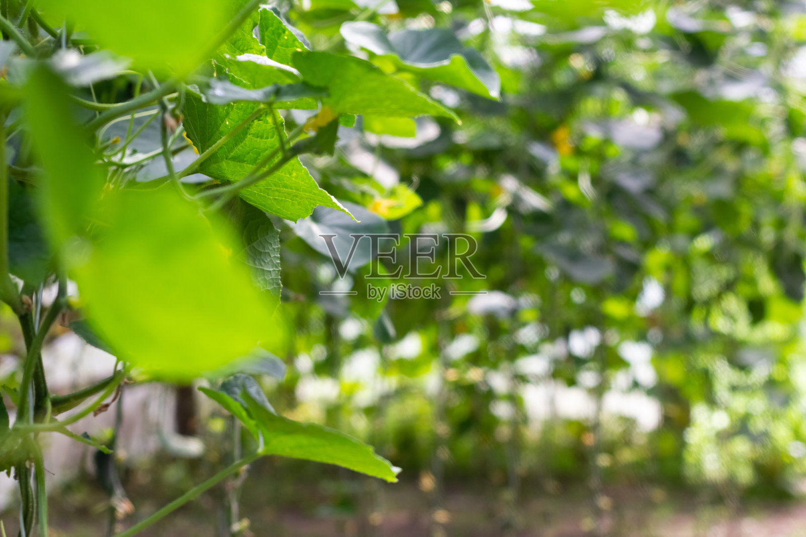 有机黄瓜栽培。温室里成熟的新鲜绿色蔬菜特写照片摄影图片