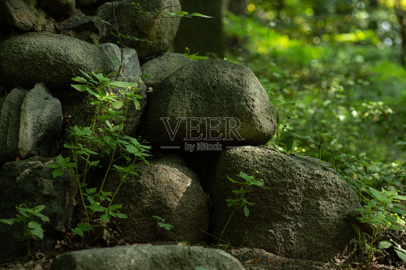 树后面的树林里有一堆岩石照片摄影图片